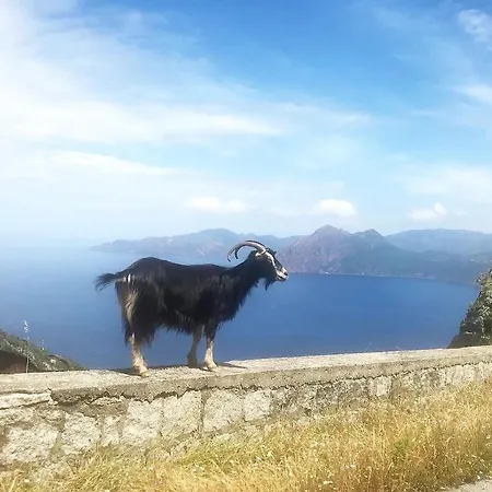 Bergerie Corse Avec Vue Prázdninový dům